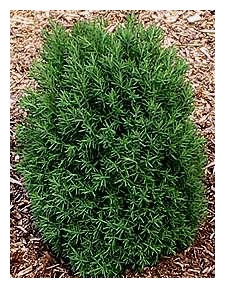 THUJA occidentalis 'Teddy'